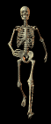 skeleton walks